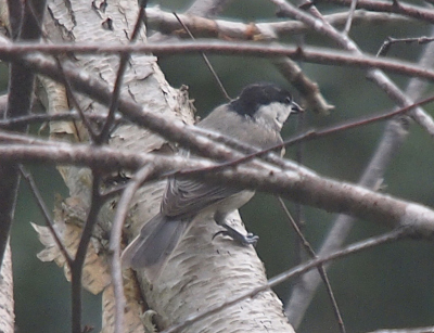 [Small branches cris-cross in front of a bird perched facing right on a much larger branch. The bird is grey except for the upper part of the head and down the back of the neck which is black and the lower part of the head which is white. The feet, bill, and eye all appear to be black]